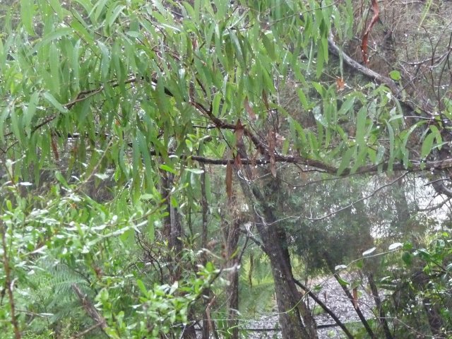 Endangered Woodland of Cumberland Plain